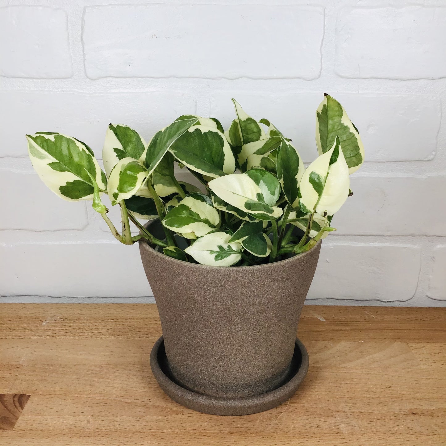 Pothos 'N'Joy - Pearls N Jade' - 4in - LB