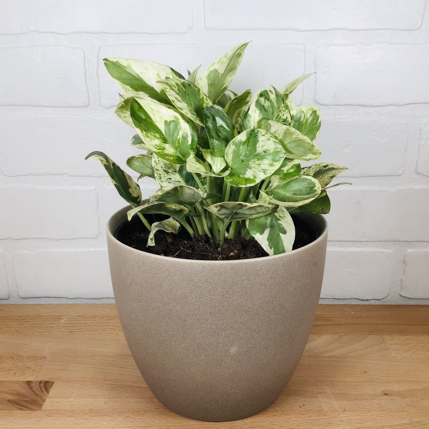 Pothos "N'Joy"/"Pearls and Jade" - 6in - LB