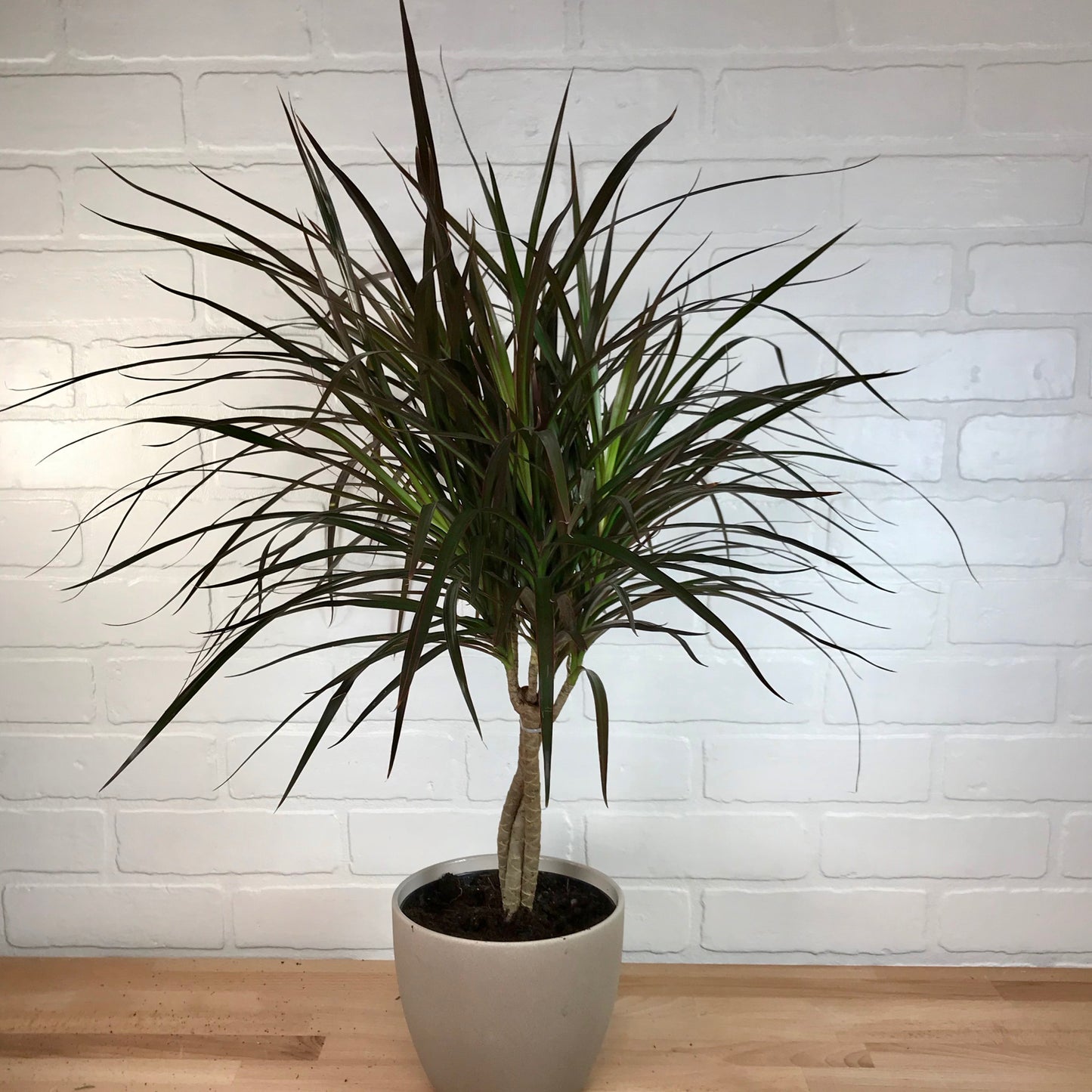 Dracaena 'Magenta' (Braid) - 6in - LB
