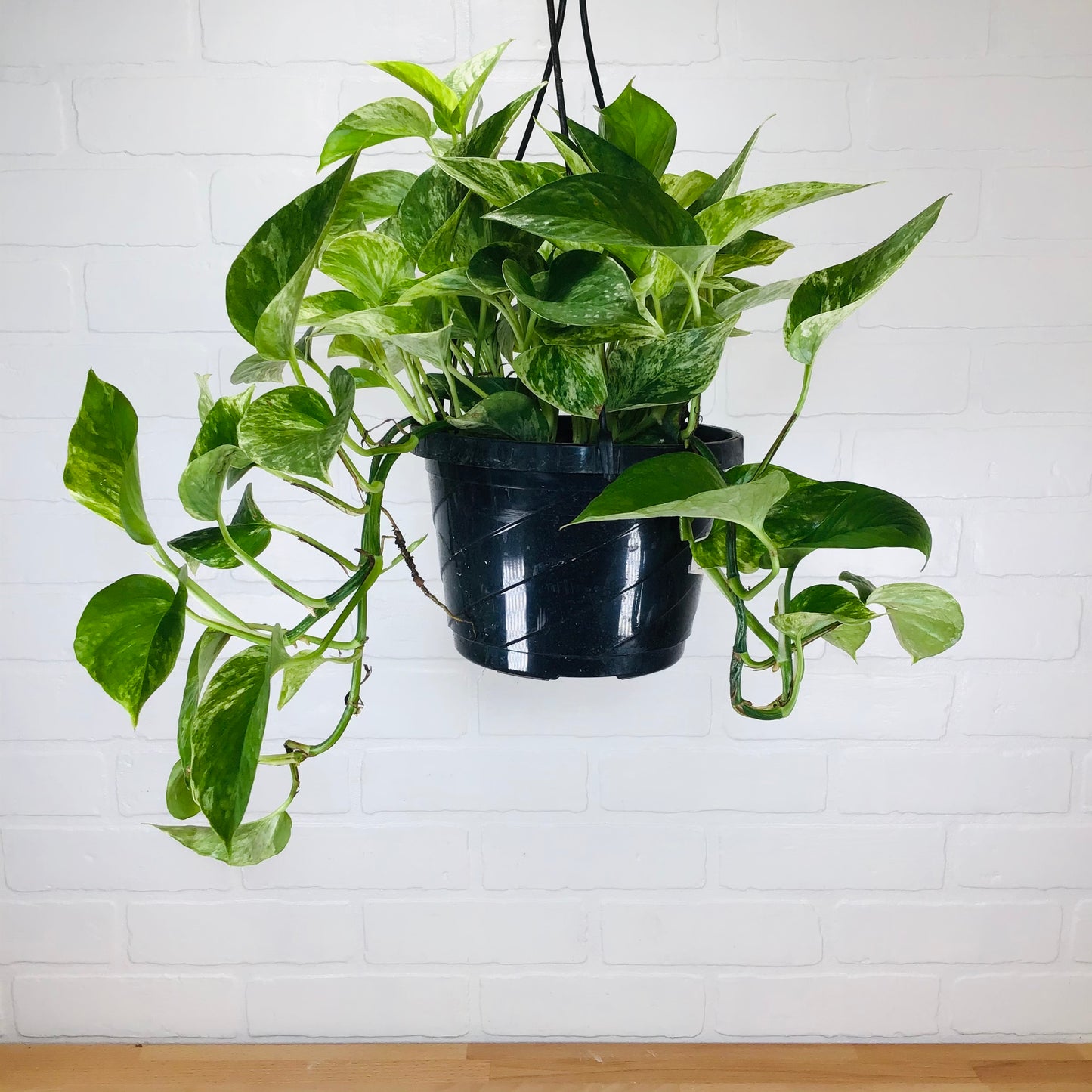 Hanging Basket - Pothos 'Marble Queen' - 8in - LB