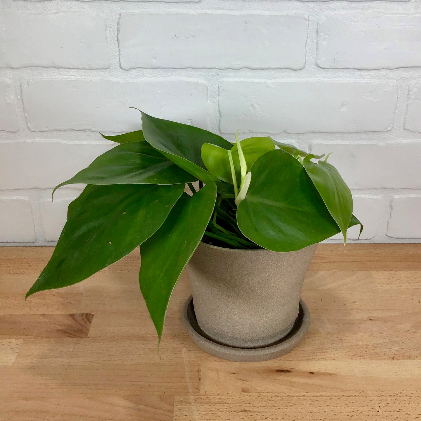 Philodendron cordatum - 4in - LB