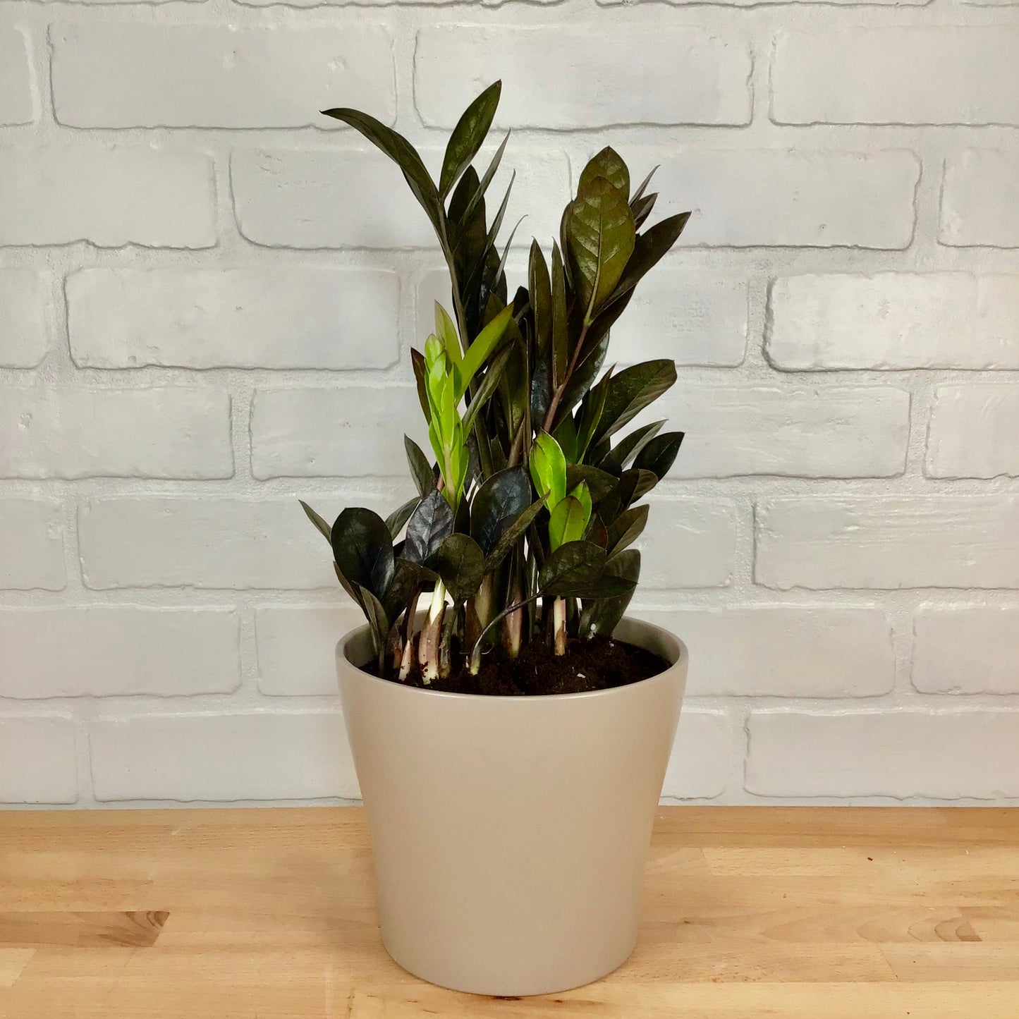 Zamioculcas "Raven" - 6in - LB