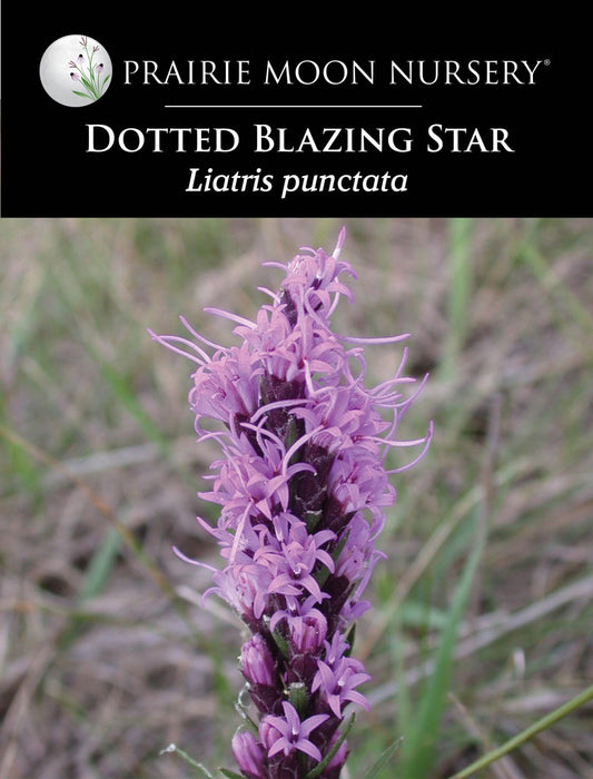 Dotted Blazing Star (Liatris punctata) Seeds - Prairie Moon Nursery