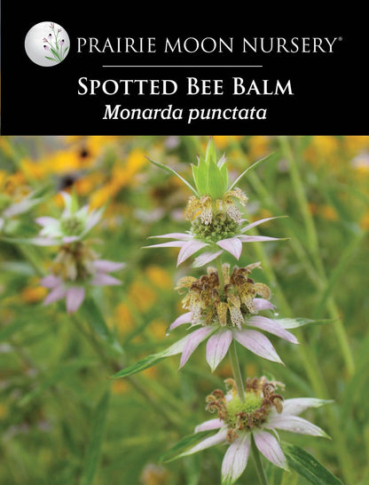 Spotted Bee Balm (Monarda punctata) Seeds - Prairie Moon Nursery