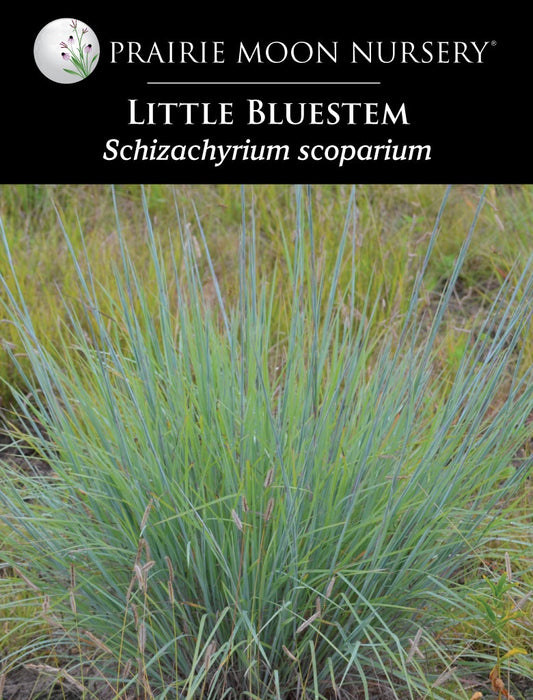 Little Bluestem (Schizachyrium scoparium) Seeds - Prairie Moon Nursery