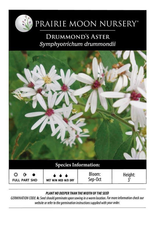 Drummond's Aster (Symphyotrichum drummondii) Seeds - Prairie Moon Nursery