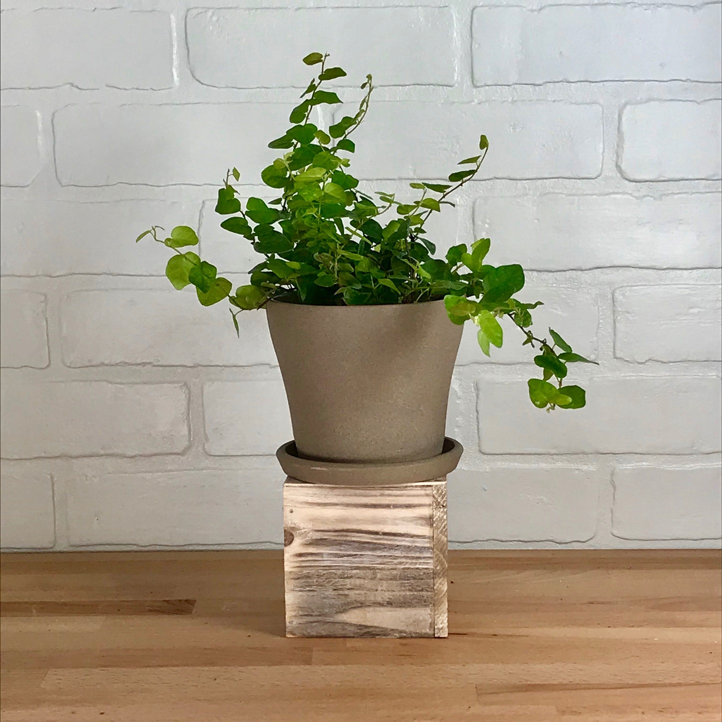 Ficus Repens Green - 4in - LB