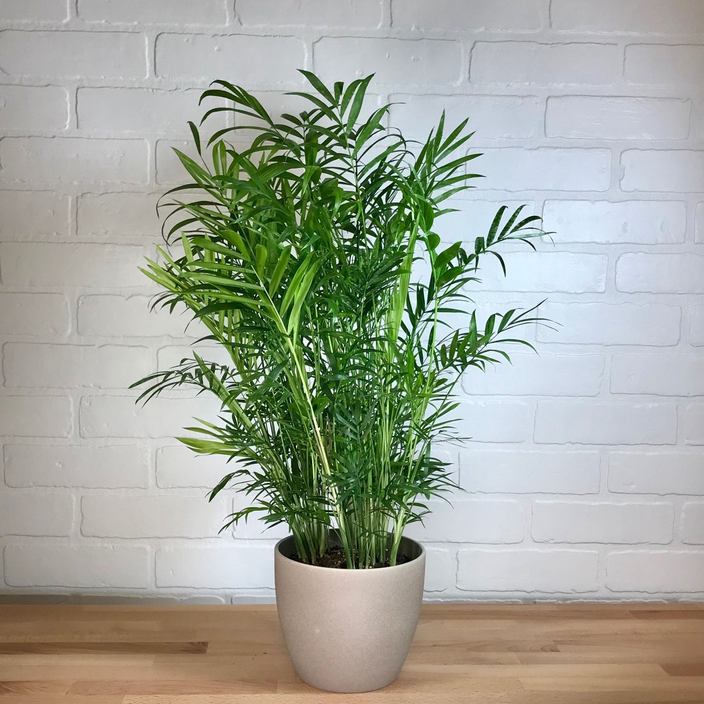 Palm 'Neanthe Bella' - 6in - LB