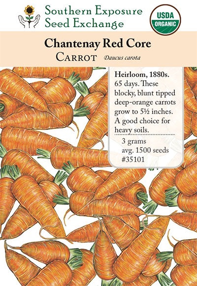Daucus carota 'Chantenay Red Cored Carrots - Southern Exposure Seed Exchange - Organic
