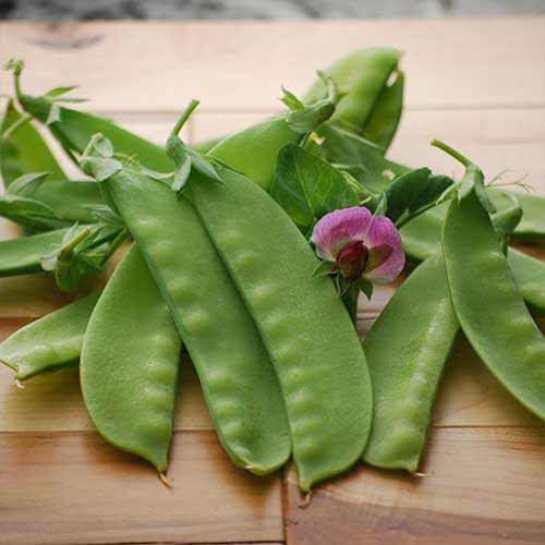 Pea (Snow) 'Green Beauty' - Seed Savers Exchange