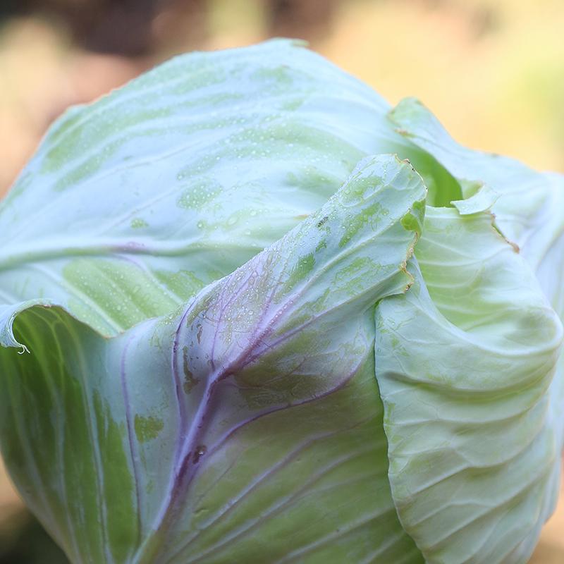 Cabbage 'Tancook Island' - Seed Savers Exchange - Organic