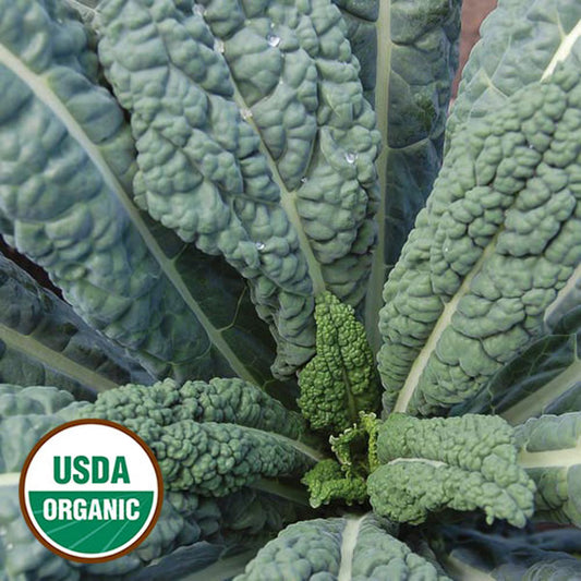 Kale 'Lacinato' Organic - Seed Savers Exchange