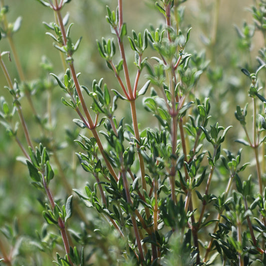 Thyme - Seed Savers Exchange - Organic