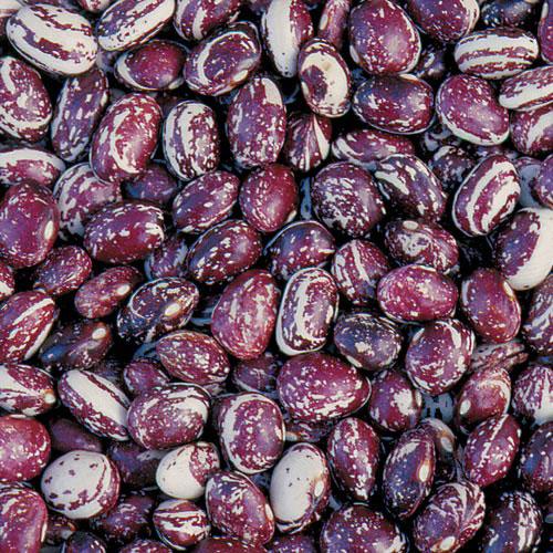 Bean (Pole) 'Good Mother Stallard' - Seed Savers Exchange