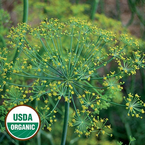 Dill 'Bouquet' - Seed Savers Exchange - Organic