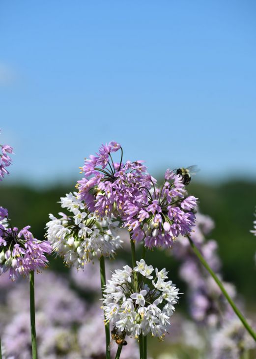 Nodding Onion (Allium cernuum) Seeds - Prairie Moon Nursery (L2L)