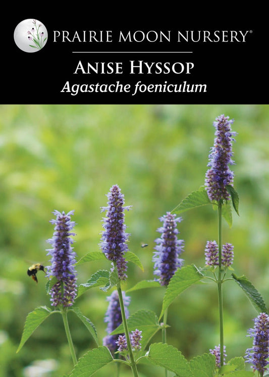 Anise Hyssop (Agastache foeniculum) Seeds - Prairie Moon Nursery (L2L)