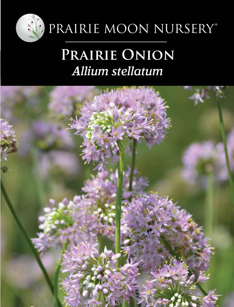 Prairie Onion (Allium stellatum) Seeds - Prairie Moon Nursery (L2L)