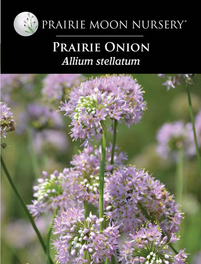 Prairie Onion (Allium stellatum) Seeds - Prairie Moon Nursery (L2L)