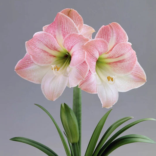 Bulb - Amaryllis 'Apple Blossom' 34/36