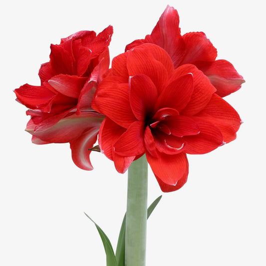 Bulb - Amaryllis double 'Double Dragon' 34/36