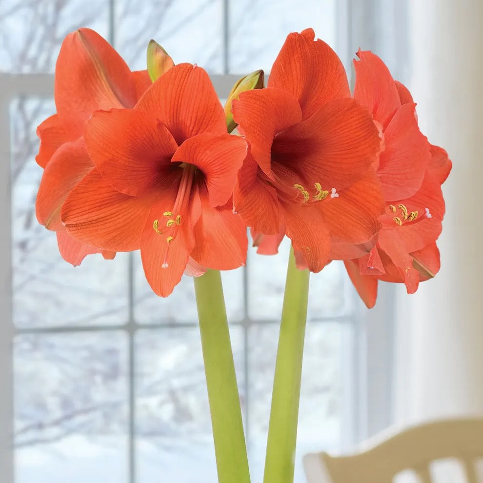 Bulb - Amaryllis 'Naranja' 34/36