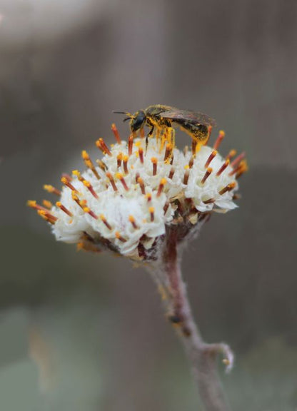 Prairie Pussytoes (Antennaria neglecta) Seeds - Prairie Moon Nursery (L2L)