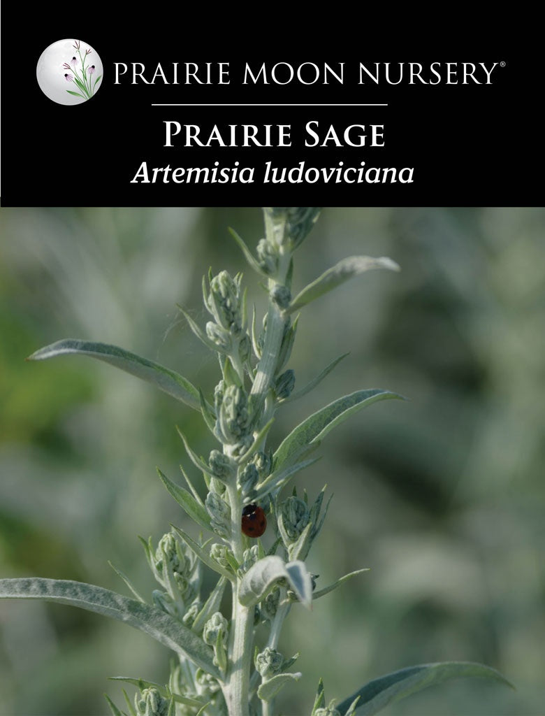 Prairie Sage (Artemisia ludoviciana) Seeds - Prairie Moon Nursery (L2L)