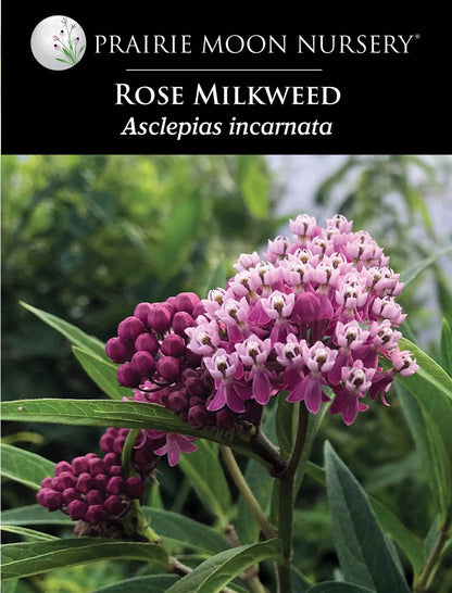 Rose/Swamp/Red Milkweed (Asclepias incarnata) Seeds - Prairie Moon Nursery (L2L)