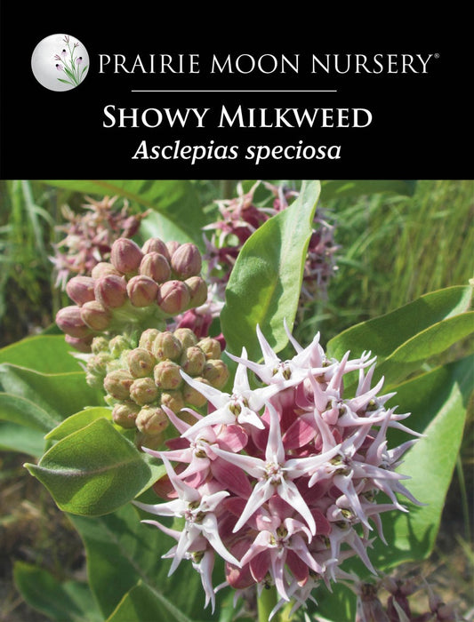 Showy Milkweed (Asclepias speciosa) Seeds - Prairie Moon Nursery (L2L)