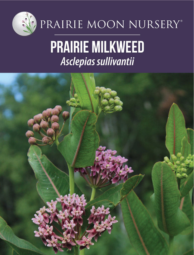 Prairie Milkweed (Asclepias sullivantii) Seeds -Prairie Moon Nursery (L2L)