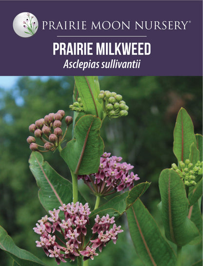 Prairie Milkweed (Asclepias sullivantii) Seeds -Prairie Moon Nursery (L2L)