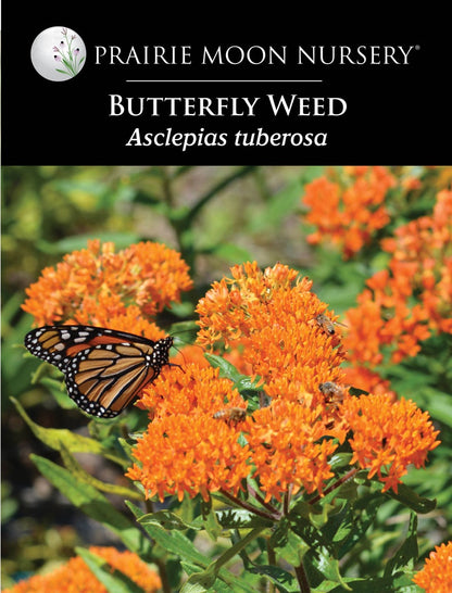 Butterflyweed (Asclepias tuberosa) Seeds - Prairie Moon Nursery (L2L)