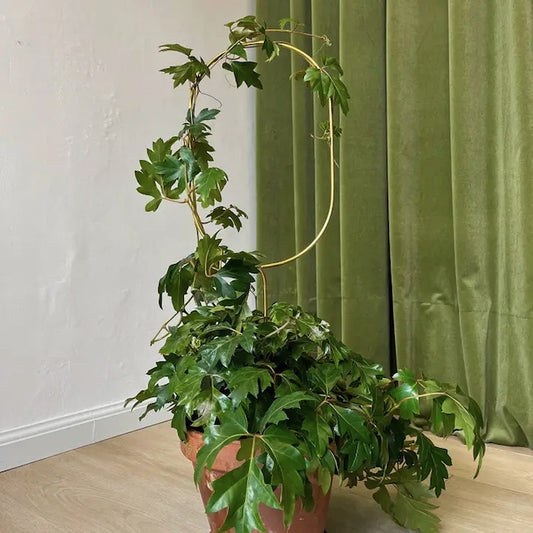 Botanopia Houseplant Supports - Golden Trellises