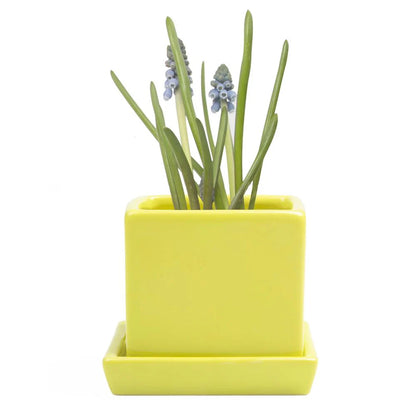 Cube Pot w Detached Saucer - 3in