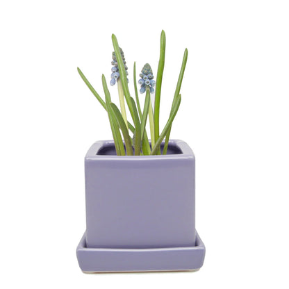 Cube Pot w Detached Saucer - 3in