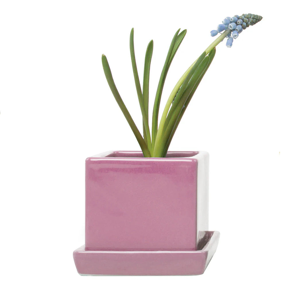 Cube Pot w Detached Saucer - 3in
