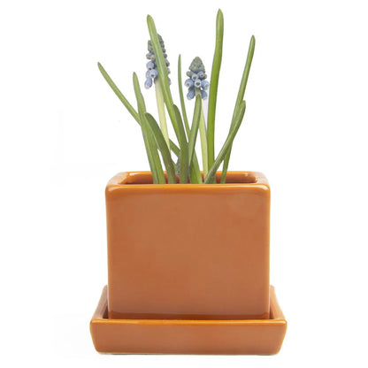 Cube Pot w Detached Saucer - 3in