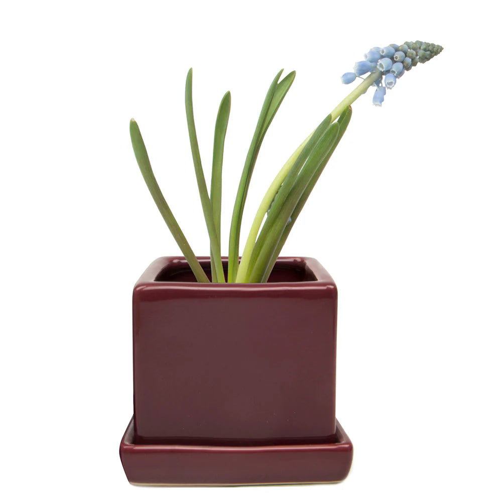 Cube Pot w Detached Saucer - 3in