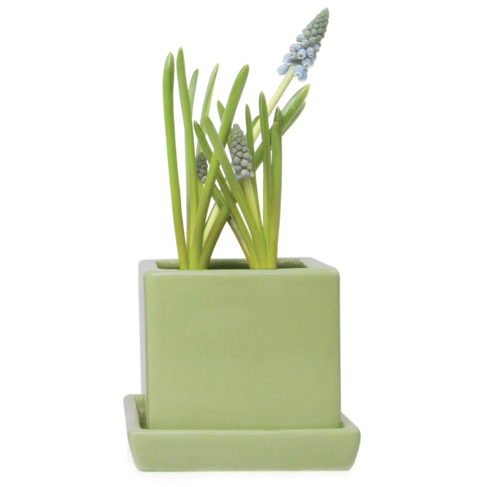 Cube Pot w Detached Saucer - 3in