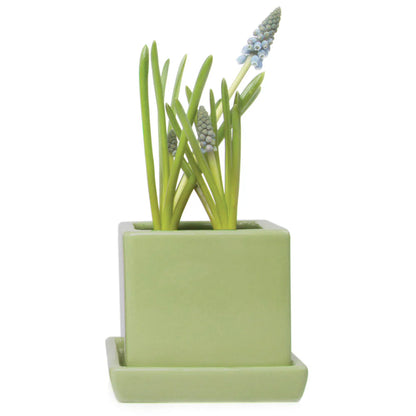 Cube Pot w Detached Saucer - 3in