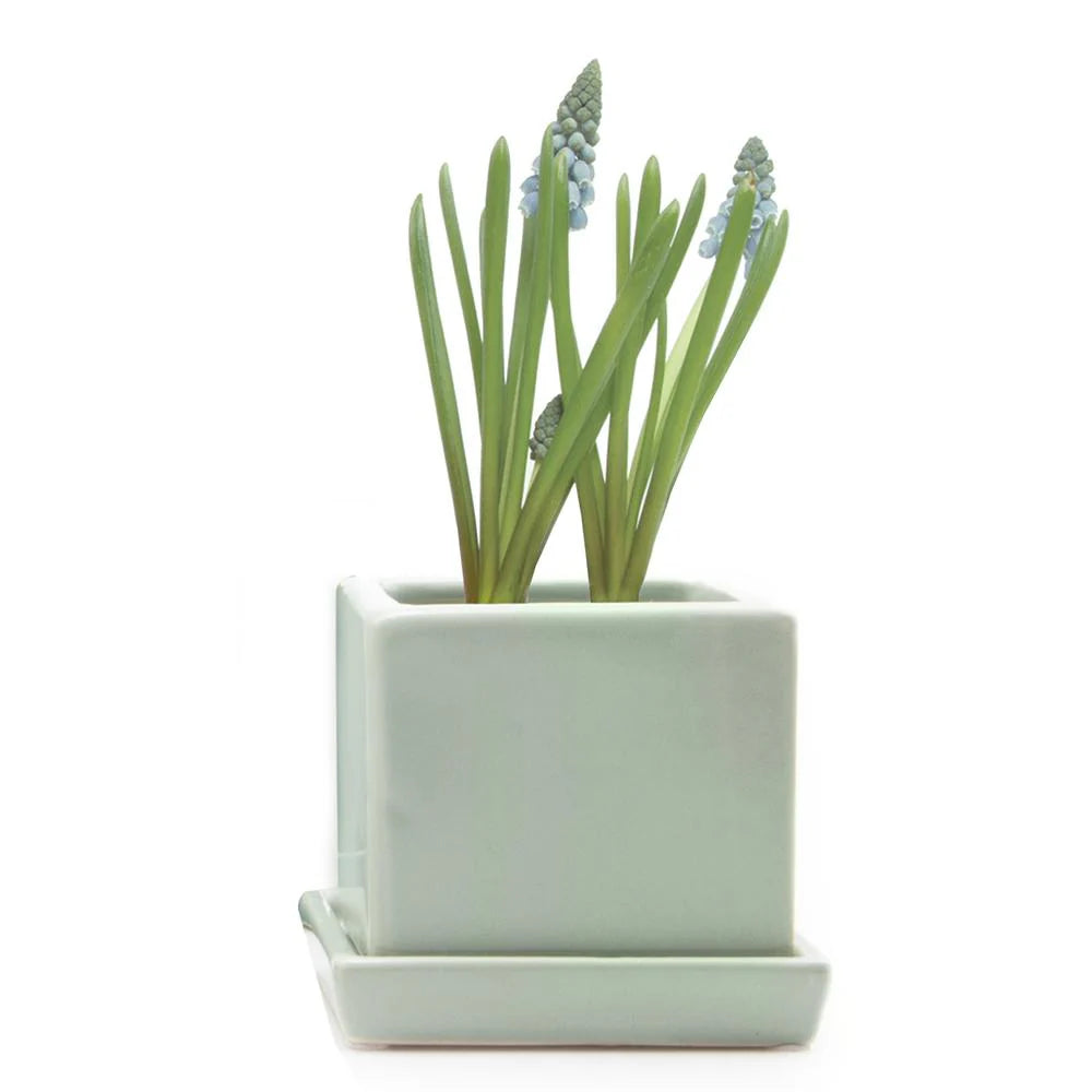 Cube Pot w Detached Saucer - 3in