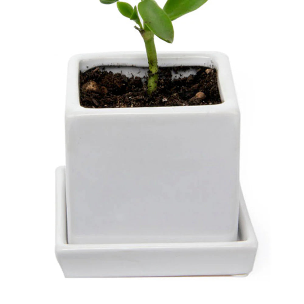 Cube Pot w Detached Saucer - 3in