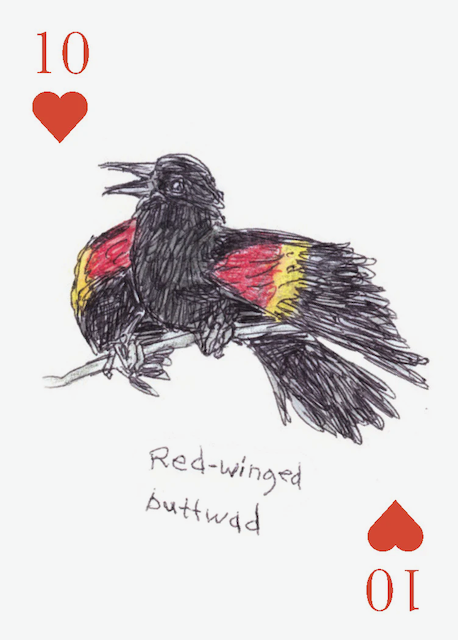 Field Guide to Dumb Birds - Playing Cards - 2 Deck Set