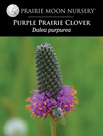 Purple Prairie Clover (Dalea purpurea) Seeds - Prairie Moon Nursery (L2L)