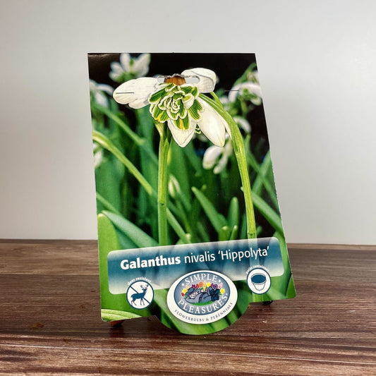 Bulb - Galanthus nivalis 'Hippolyta' (Snowdrops) - 5pk