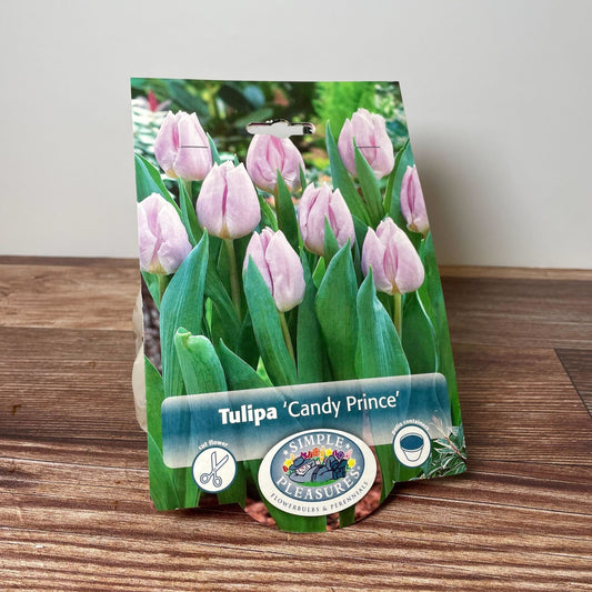 Bulb - Tulip Single Early 'Candy Prince' - 8pk