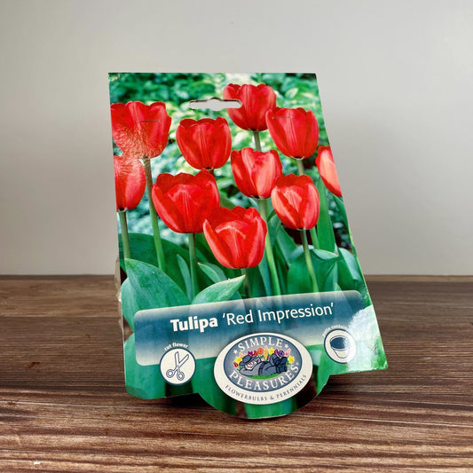 Bulb - Tulip Darwin Hybrid 'Red Impression' - 8pk