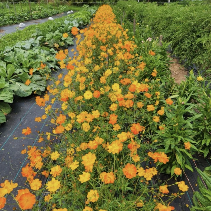 Cosmos 'Over Easy Mix' Driftless Seed Supply - Organic