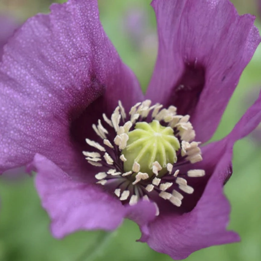 Poppy 'Hungarian Blue Breadseed' Driftless Seed Supply